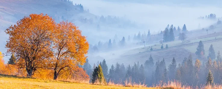 Baum in einer Herbstlandschaft