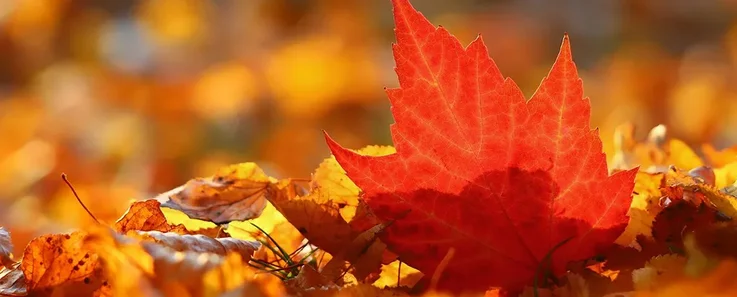 Herbstlaub wird von Sonne angeleuchtet