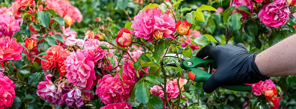 Person schneidet mit einer Gartenschere verwelkte Blüten an einem blühenden Rosenstrauch ab.