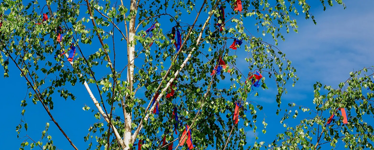 Mit buntem Kreppband als Maibaum geschmückte Birke