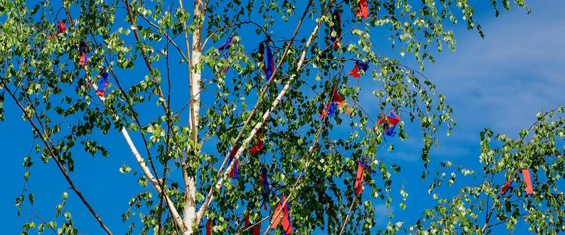 Mit buntem Kreppband als Maibaum geschmückte Birke