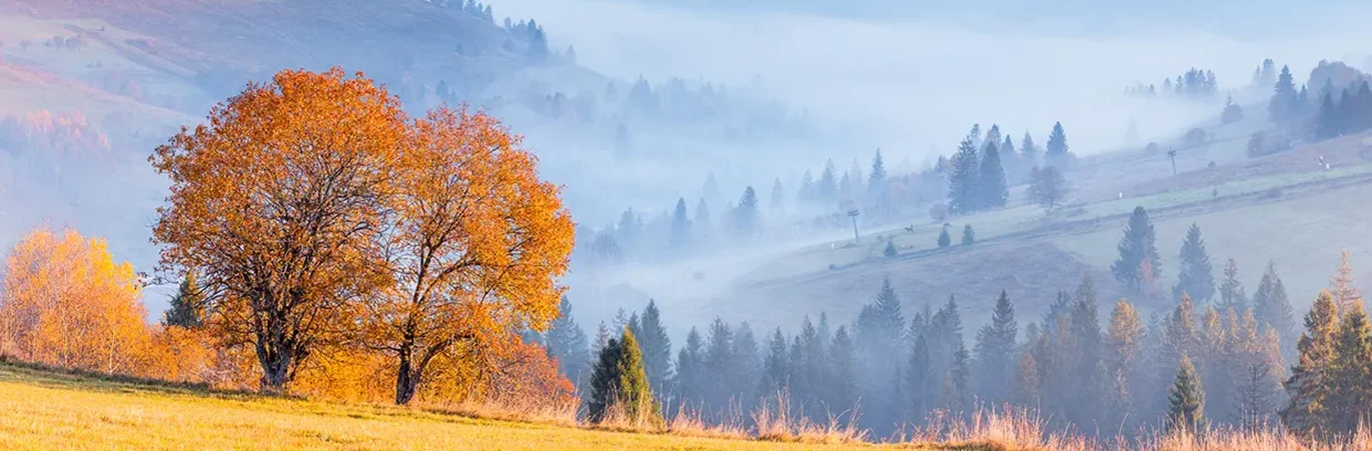Baum in einer Herbstlandschaft